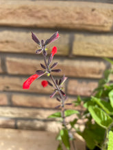 Load image into Gallery viewer, Tropical Sage