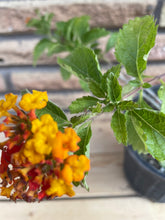 Load image into Gallery viewer, Texas Lantana