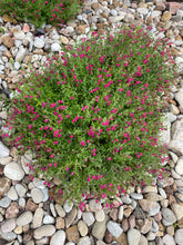 Load image into Gallery viewer, Pink Skullcap