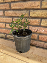 Load image into Gallery viewer, Zexmenia