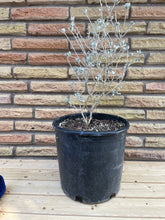 Load image into Gallery viewer, Texas Sage