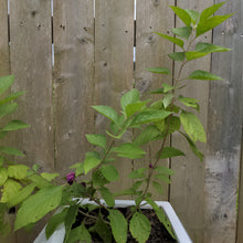 Load image into Gallery viewer, Beautyberry