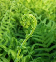 Load image into Gallery viewer, Southern Wood Fern