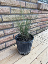 Load image into Gallery viewer, Gulf Muhly Grass