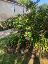 Load image into Gallery viewer, Yard in Kingwood, Texas