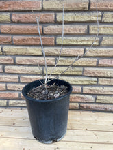 Load image into Gallery viewer, Dormant in Winter