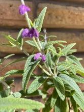 Load image into Gallery viewer, Mexican Bush Sage