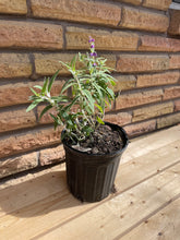 Load image into Gallery viewer, Mexican Bush Sage