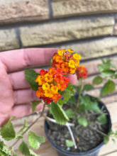 Load image into Gallery viewer, Texas Lantana