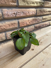 Load image into Gallery viewer, Purple Coneflower