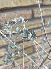 Load image into Gallery viewer, Texas Sage