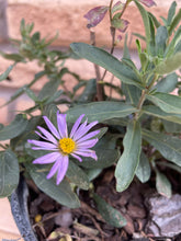 Load image into Gallery viewer, Fall Aster