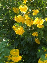 Load image into Gallery viewer, Texas Esperanza