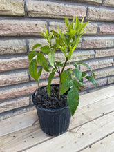 Load image into Gallery viewer, Texas Esperanza