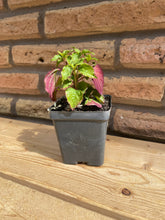 Load image into Gallery viewer, Pigeonberry