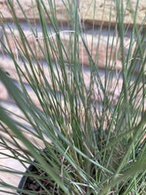 Load image into Gallery viewer, Gulf Muhly Grass