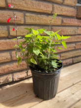 Load image into Gallery viewer, Tropical Sage
