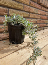 Load image into Gallery viewer, Silver Ponyfoot