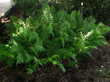 Load image into Gallery viewer, Southern Wood Fern