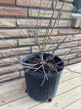 Load image into Gallery viewer, Native Buttonbush