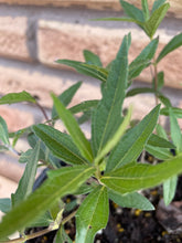 Load image into Gallery viewer, Zexmenia