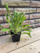 Load image into Gallery viewer, Black-Eyed Susan