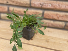 Load image into Gallery viewer, Lanceleaf Coreopsis