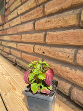 Load image into Gallery viewer, Pigeonberry