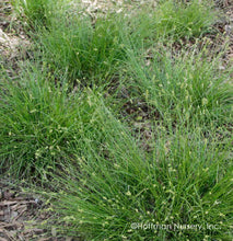 Load image into Gallery viewer, Cherokee Sedge