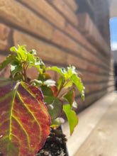 Load image into Gallery viewer, Pigeonberry