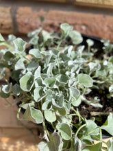 Load image into Gallery viewer, Silver Ponyfoot