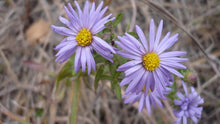 Load image into Gallery viewer, Fall Aster