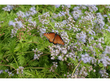 Load image into Gallery viewer, Gregg's Mistflower