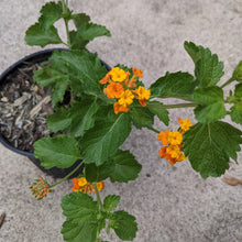 Load image into Gallery viewer, Texas Lantana