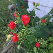 Load image into Gallery viewer, Turk's Cap