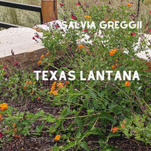 Load image into Gallery viewer, Texas Lantana