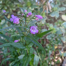 Load image into Gallery viewer, Penstemon