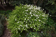 Load image into Gallery viewer, Walter's Viburnum