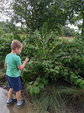 Load image into Gallery viewer, Beautyberry