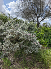 Load image into Gallery viewer, Texas Sage