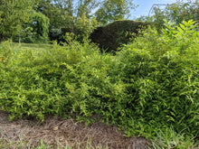 Load image into Gallery viewer, Dwarf Barbados Cherry