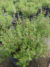 Load image into Gallery viewer, Pink Skullcap