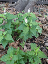 Load image into Gallery viewer, Pigeonberry