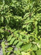 Load image into Gallery viewer, Beautyberry