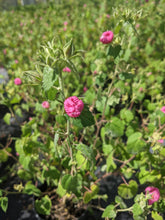 Load image into Gallery viewer, Rock Rose