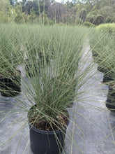 Load image into Gallery viewer, Gulf Muhly Grass