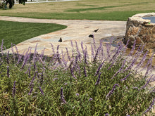 Load image into Gallery viewer, Mexican Bush Sage