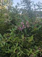 Load image into Gallery viewer, Dwarf Barbados Cherry