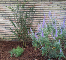 Load image into Gallery viewer, Mexican Bush Sage