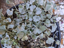 Load image into Gallery viewer, Silver Ponyfoot